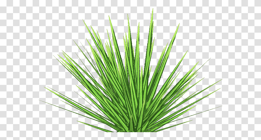 Download Phormium Tenax 6 Agave, Plant, Grass, Vegetation, Tree Transparent Png