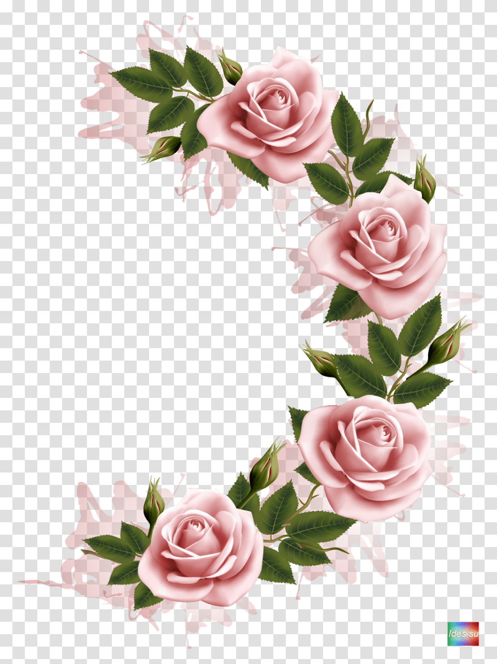 Download Photography Flower Frame Stock Free Hq, Plant, Floral Design, Pattern, Graphics Transparent Png