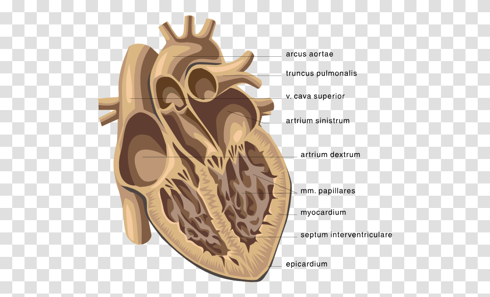 Download Picture Clipping Of Cardiology Open Human Heart Diagram Of The Heart, Plant, Vegetable, Food, Nut Transparent Png