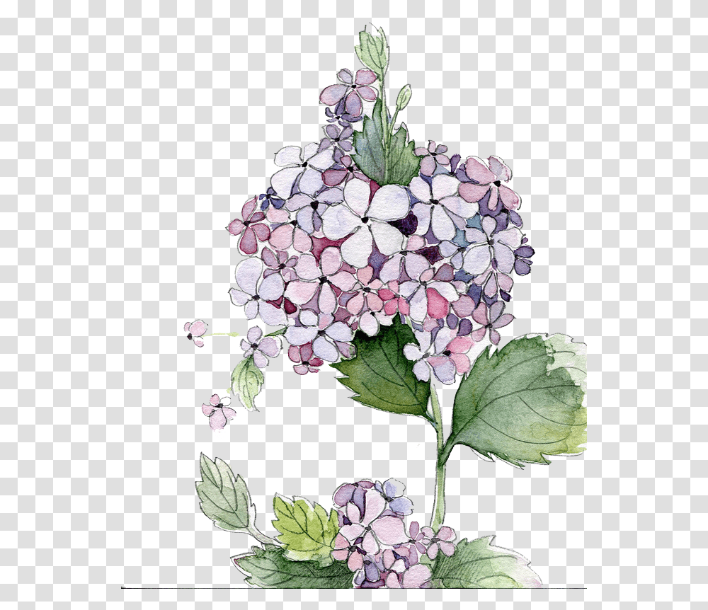 Download Picture Royalty Free Stock Painting Flower Flowers Clipart Hydrangea Watercolor, Plant, Blossom, Geranium, Lilac Transparent Png