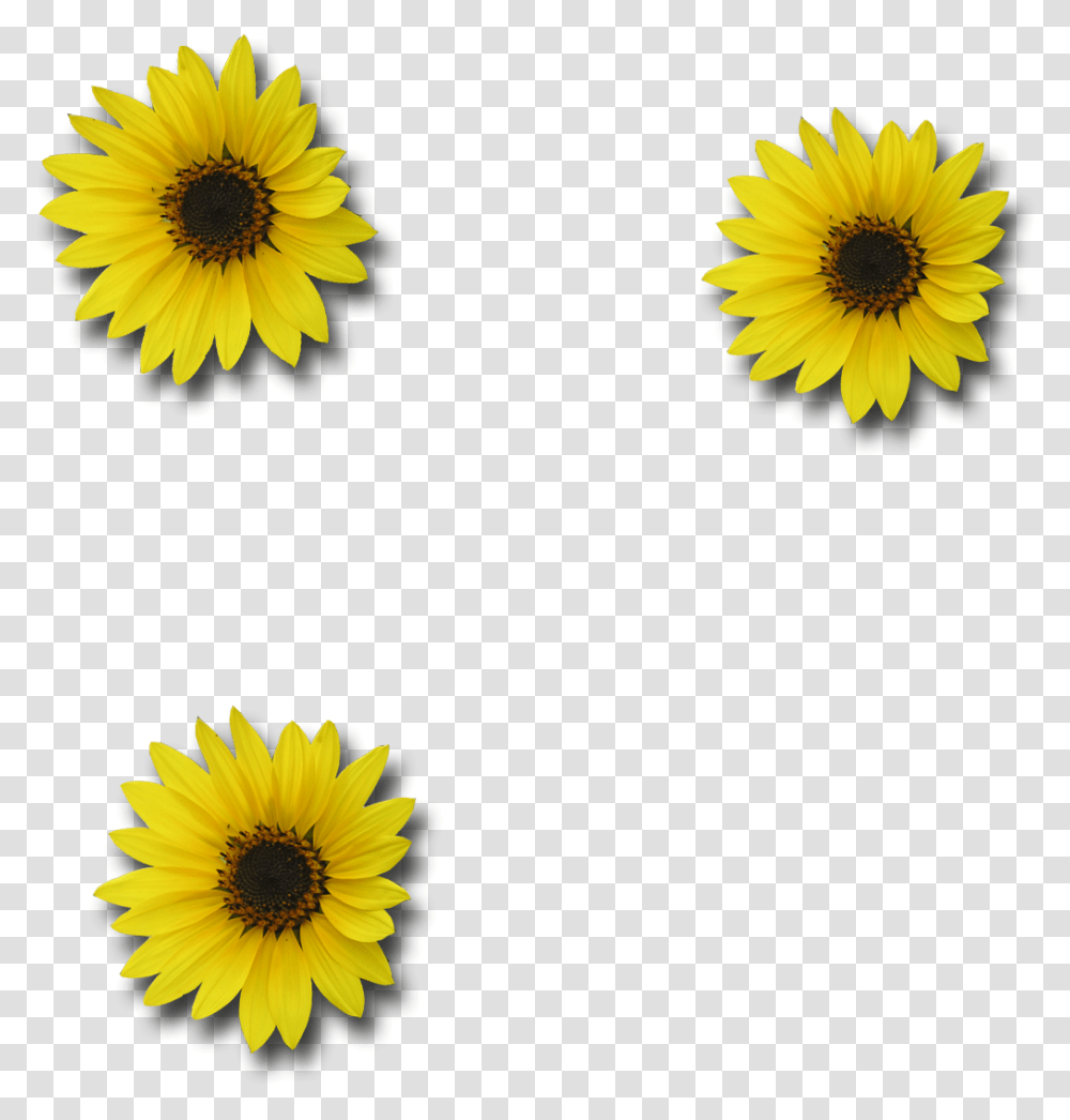 Download Picture Sunflower Sunflower Free Image Background, Plant, Blossom, Daisy, Daisies Transparent Png