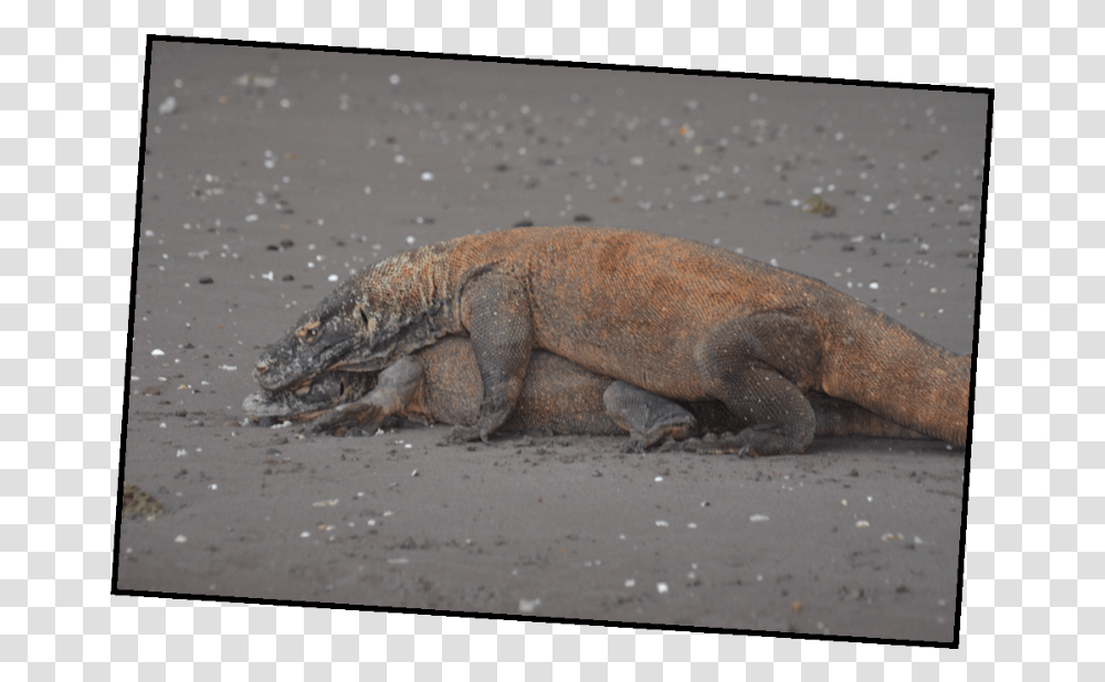 Download Picture9 Komodo, Lizard, Reptile, Animal, Dragon Transparent Png