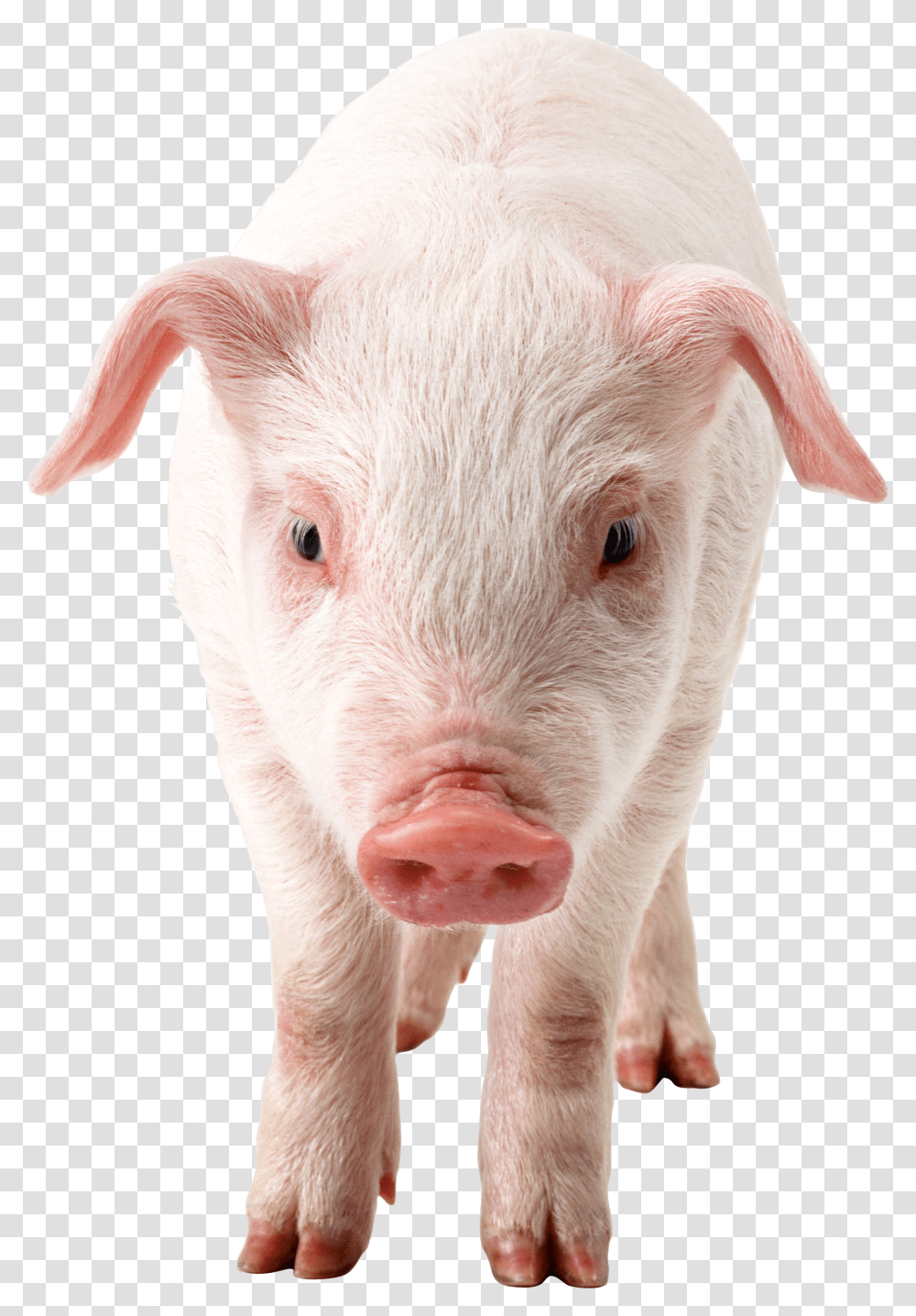 Download Pig Clipart Pig, Mammal, Animal, Hog, Boar Transparent Png