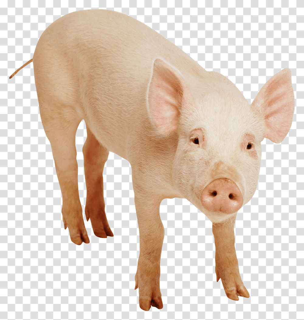 Download Pig Image Image Pngimg Pig Image Download, Mammal, Animal, Hog, Boar Transparent Png