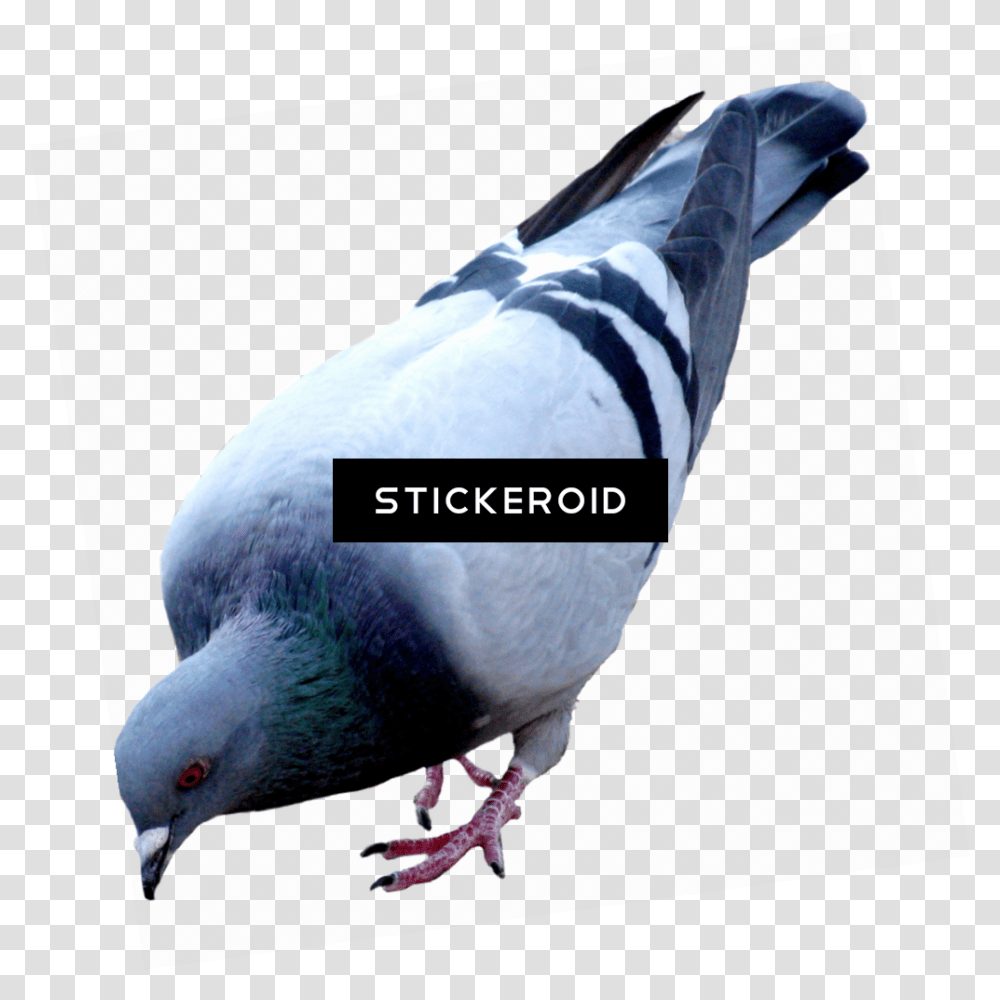 Download Pigeon Birds Pigeon, Animal, Dove Transparent Png