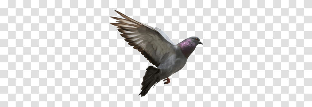 Download Pigeon Free Image And Clipart, Bird, Animal, Dove Transparent Png