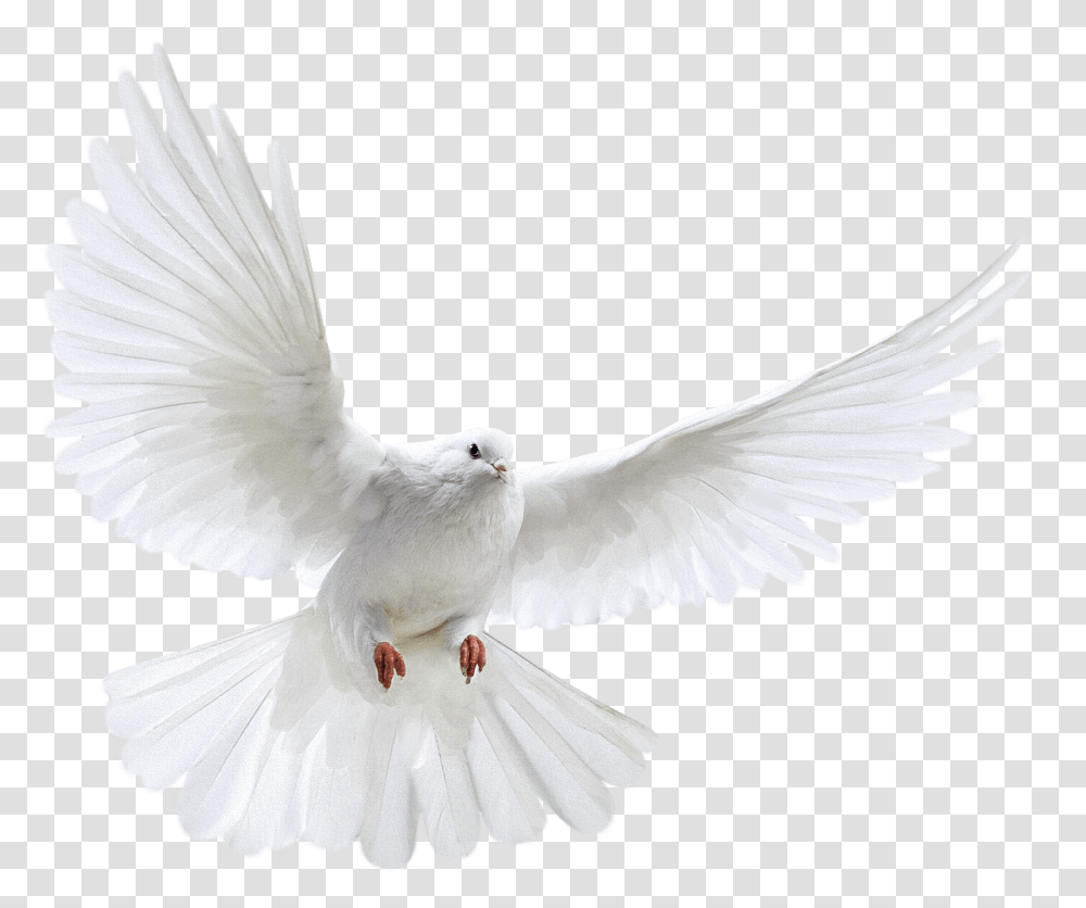 Download Pigeon Free Photo Images And Clipart Nipsey Hussle Angel Wings, Bird, Animal, Dove Transparent Png