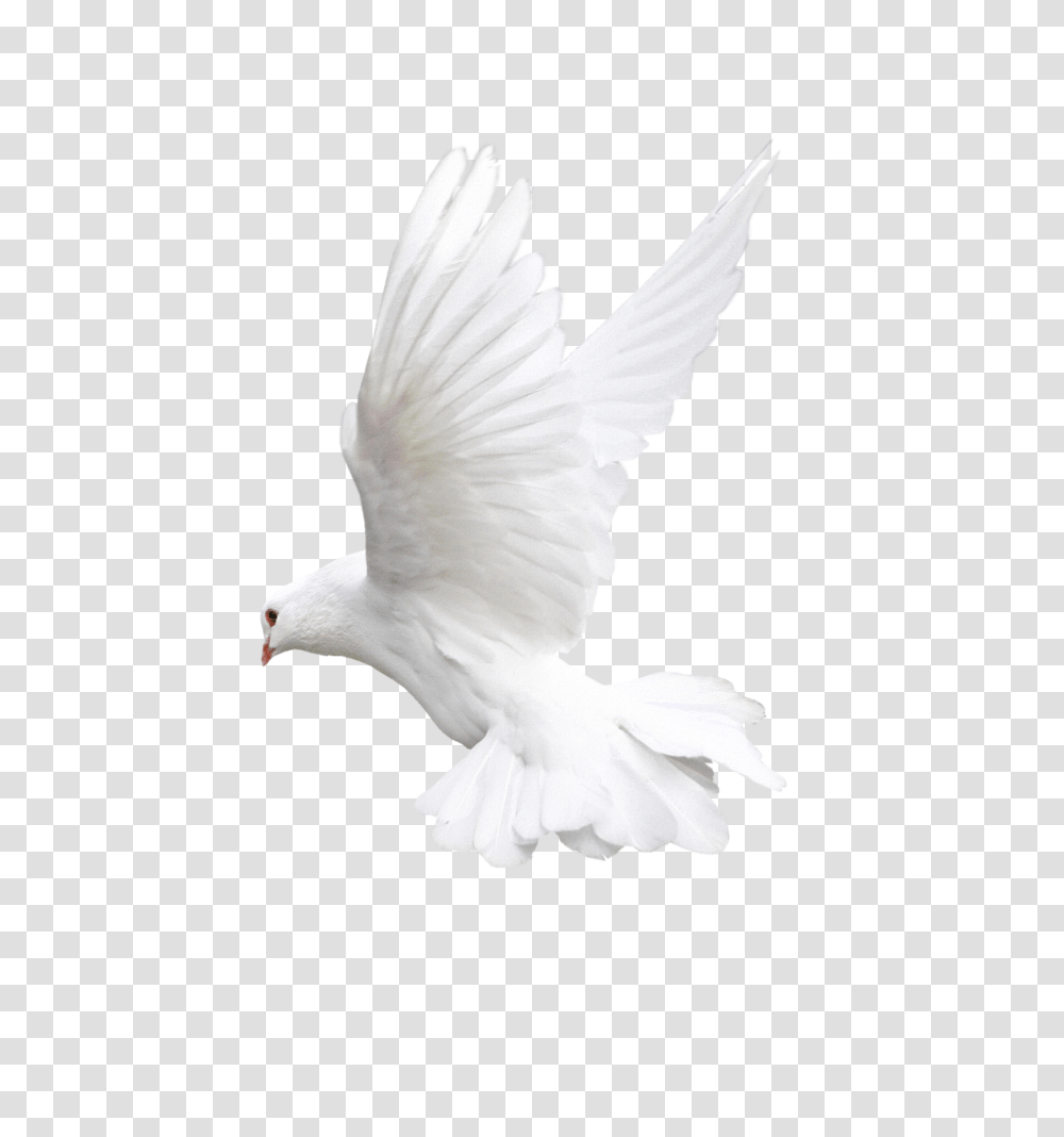 Download Pigeon Free Photo Images Bird For Editing, Animal, Dove Transparent Png