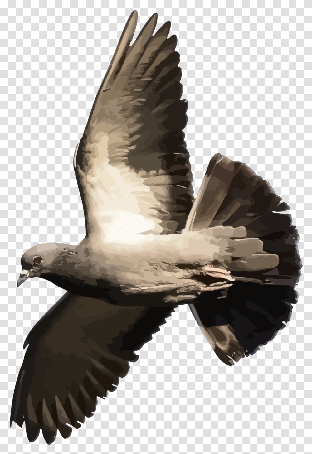 Download Pigeonpngtransparentimagestransparent Flying Bird Pigeon, Animal, Dove, Seagull Transparent Png