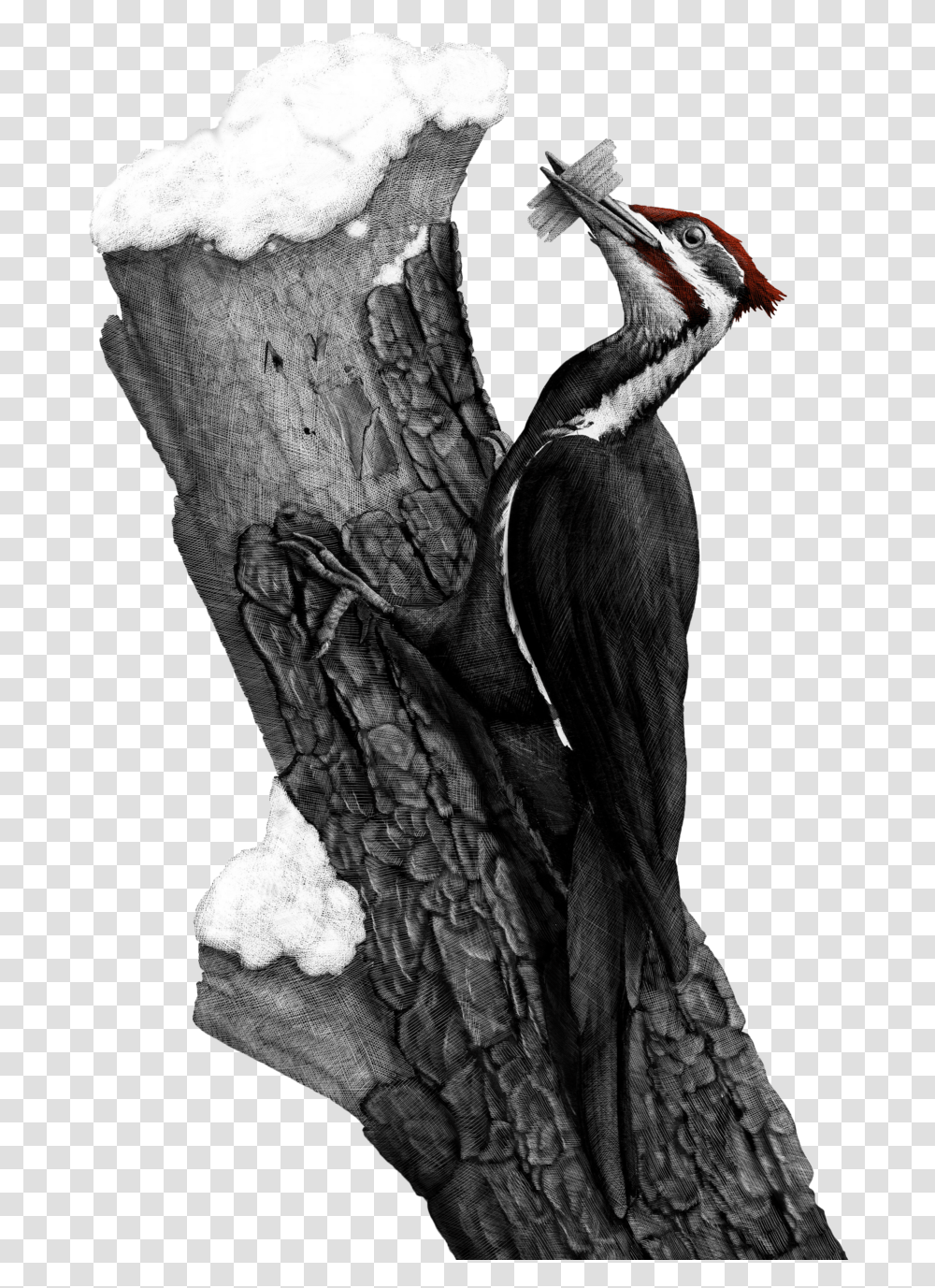 Download Pileated Woodpecker Image Turkey, Bird, Animal, Flicker Bird, Waterfowl Transparent Png