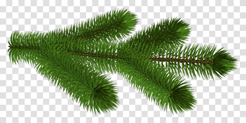 Download Pine Branch 3d Clipart Picture Pine Tree Branch Background, Plant, Conifer, Spruce, Fir Transparent Png