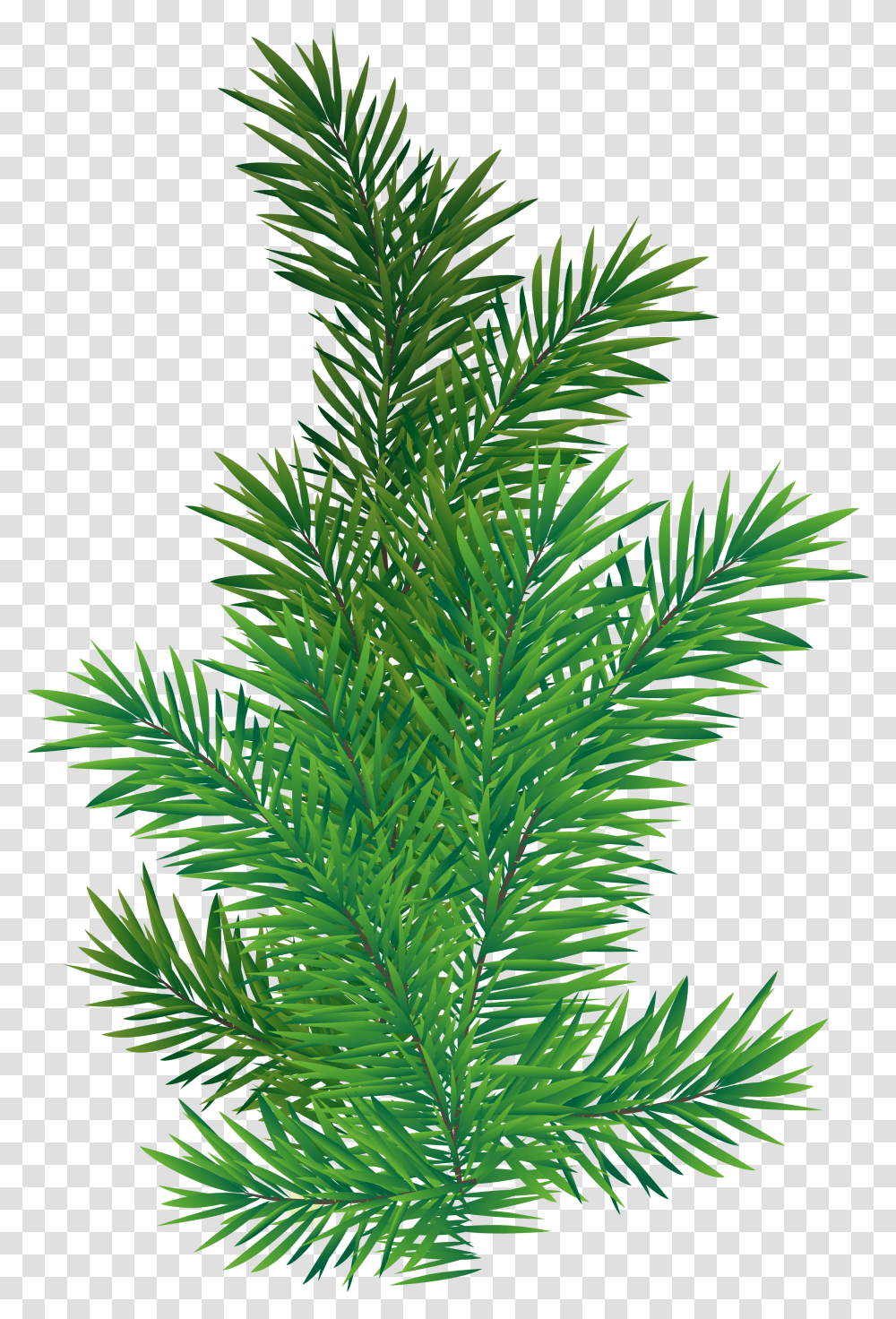 Download Pine Branches Images Pine Branch, Tree, Plant, Conifer, Fir Transparent Png