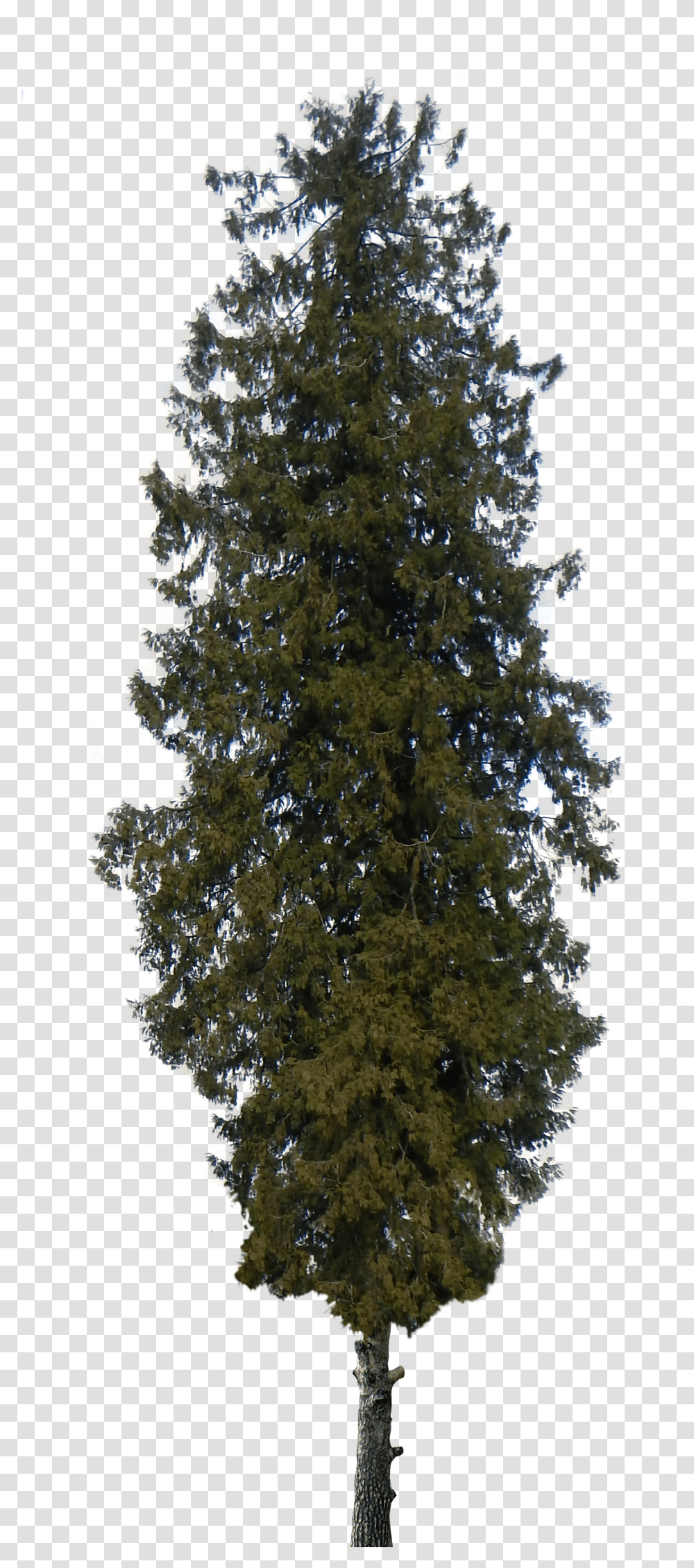 Download Pine Tree Background Transparent Png