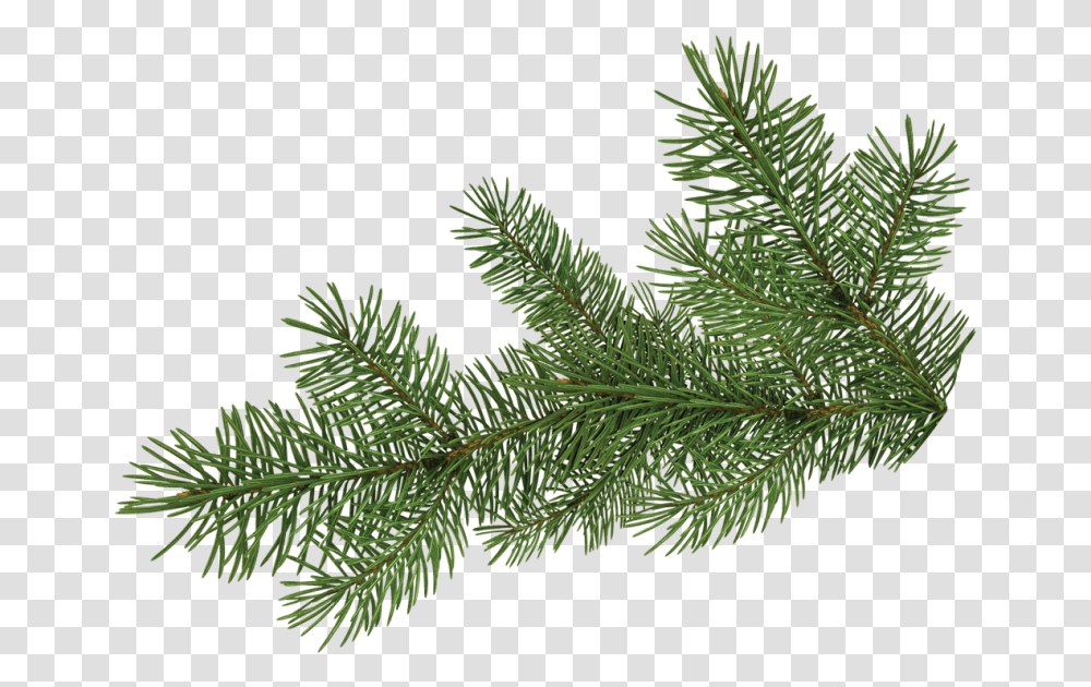 Download Pine Tree Branch Portable Network Graphics Full Pine Tree Branch, Leaf, Plant, Green, Conifer Transparent Png