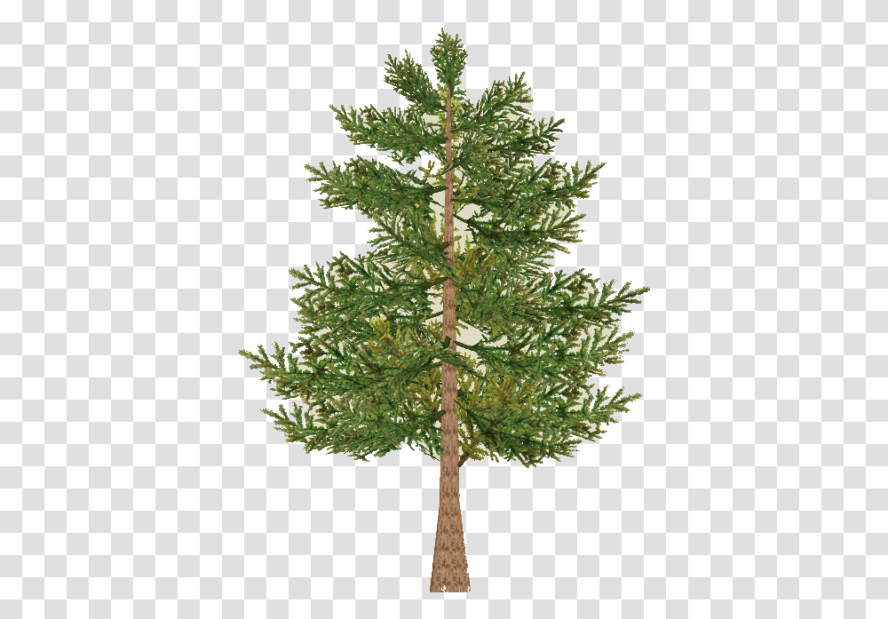 Download Pine Tree Branch Red Pine, Plant, Conifer, Christmas Tree, Ornament Transparent Png