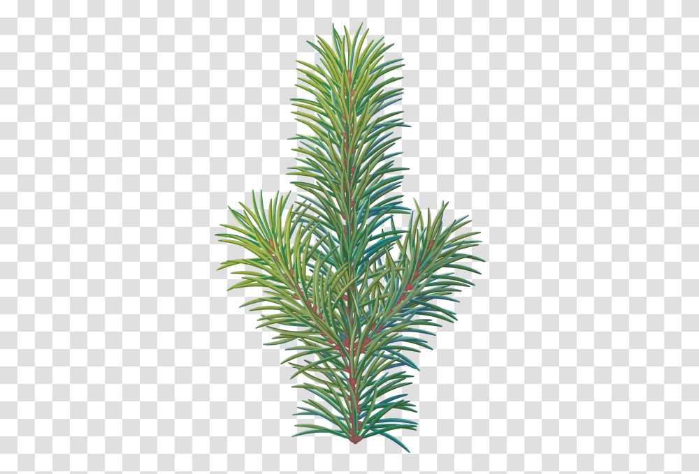 Download Pine Tree Branch Western Yew, Plant, Fir, Abies, Conifer Transparent Png