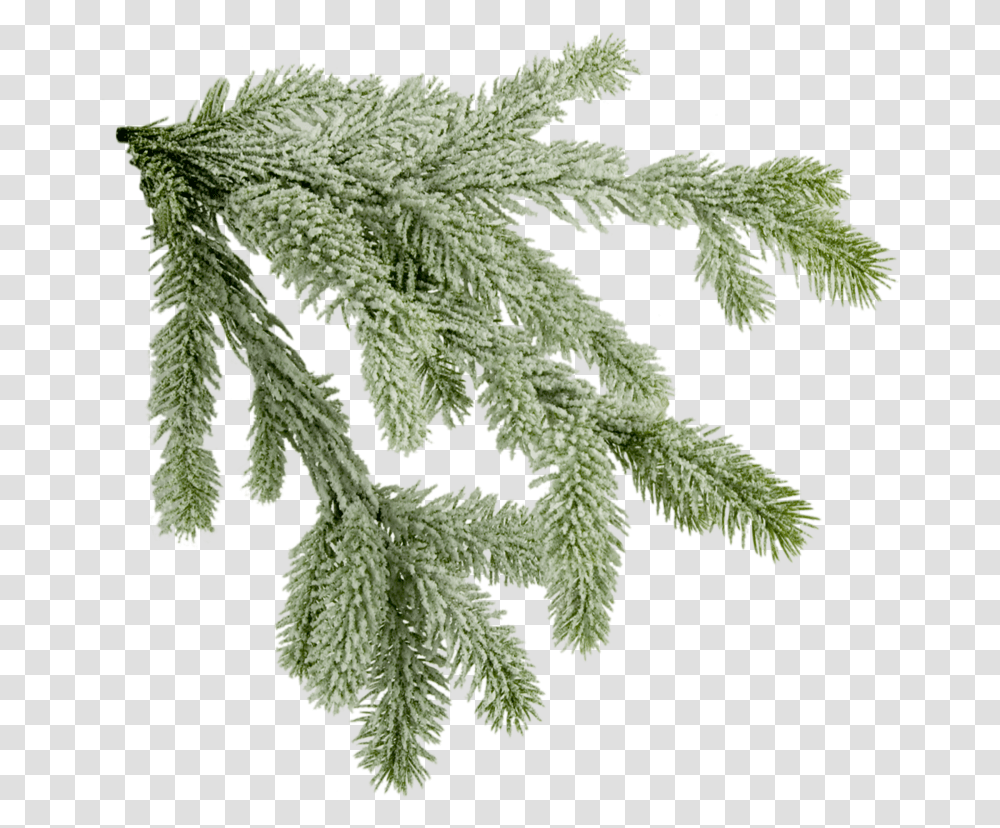 Download Pine Tree Branch X Mas Tree Branch Fir Tree Branch, Leaf, Plant, Rug, Vegetation Transparent Png