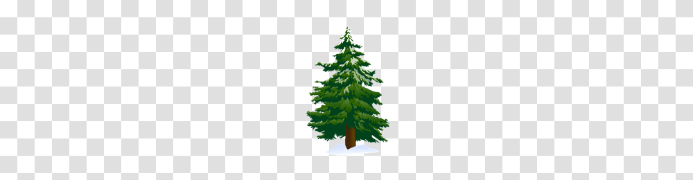 Download Pine Tree Category Clipart And Icons Freepngclipart, Plant, Christmas Tree, Ornament, Fir Transparent Png