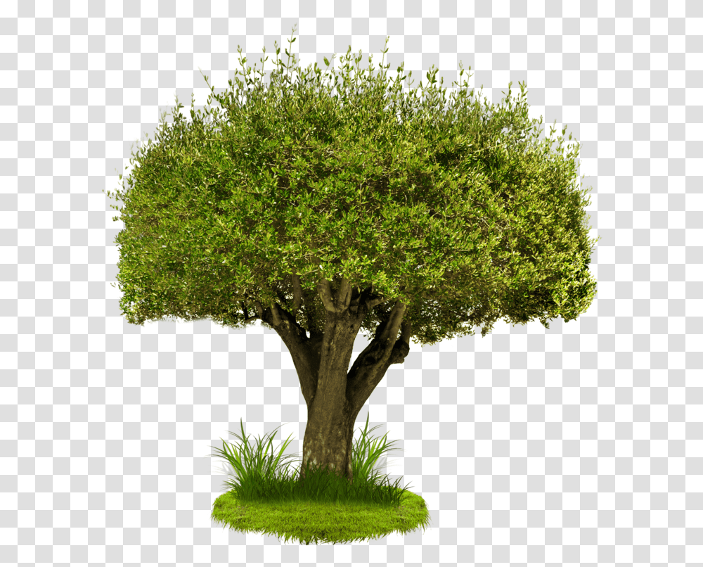 Деревья для фотошопа