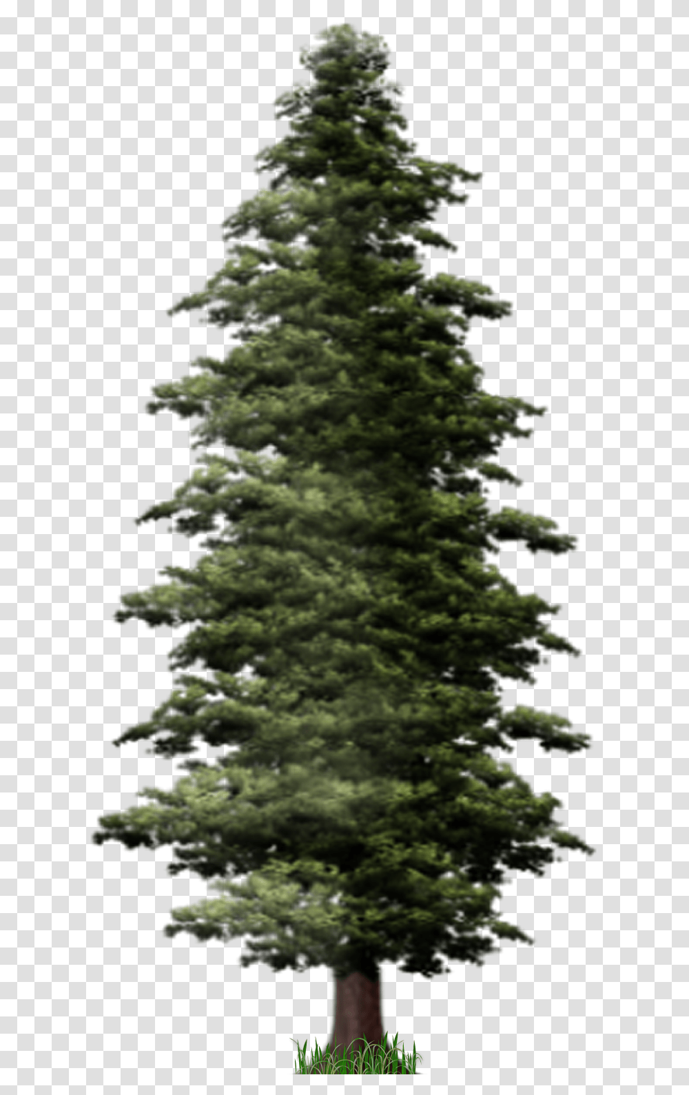 Download Pine Tree File For Designing Projects Pine Tree Fir, Plant, Abies, Christmas Tree, Ornament Transparent Png