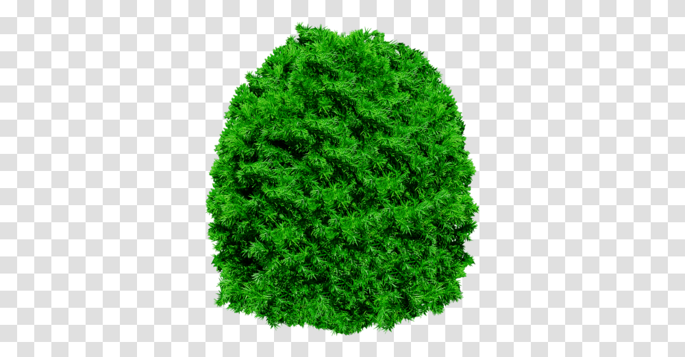 Download Pine Tree Free Image And Clipart Copa De Arbol, Moss, Plant, Vegetation, Bush Transparent Png