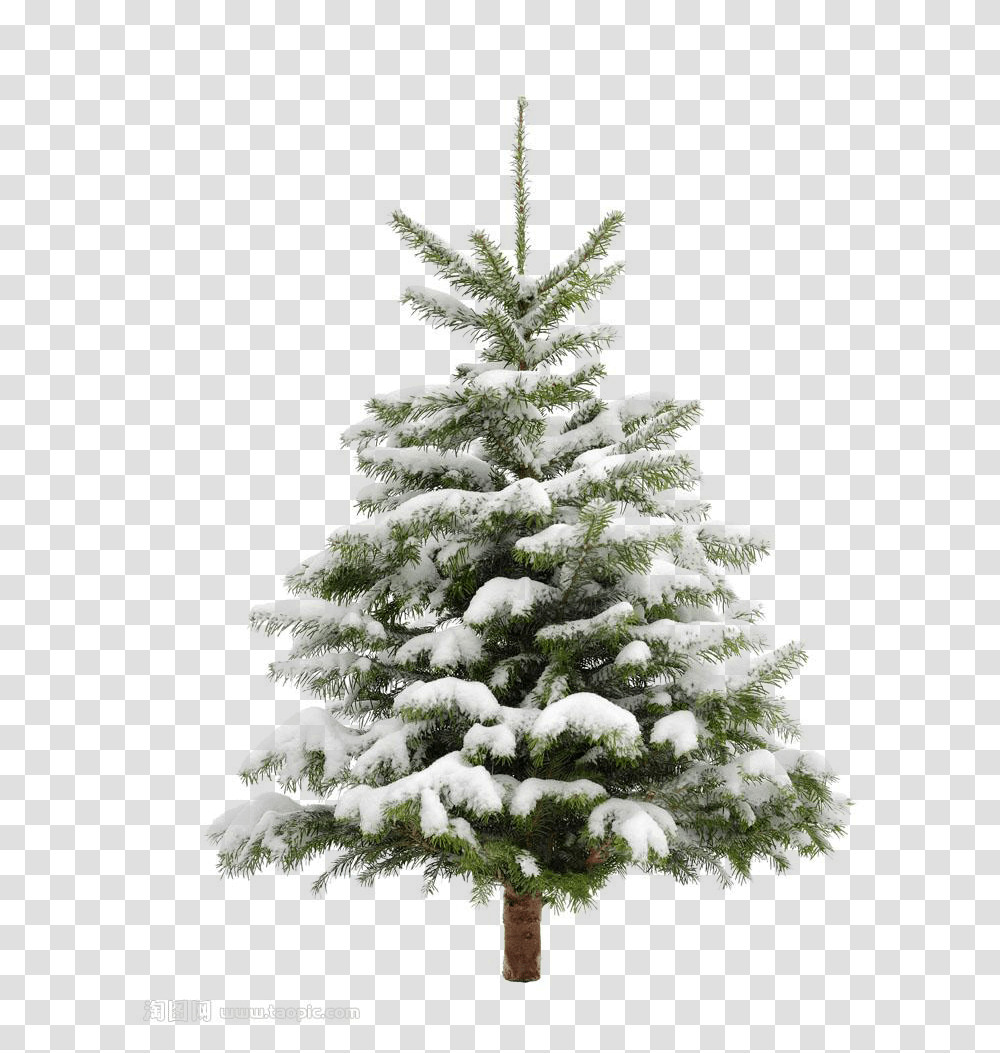 Download Pine Tree Snow Christmas Fir Trees Transprent Clip Snowy Pine Tree, Plant, Christmas Tree, Ornament, Abies Transparent Png
