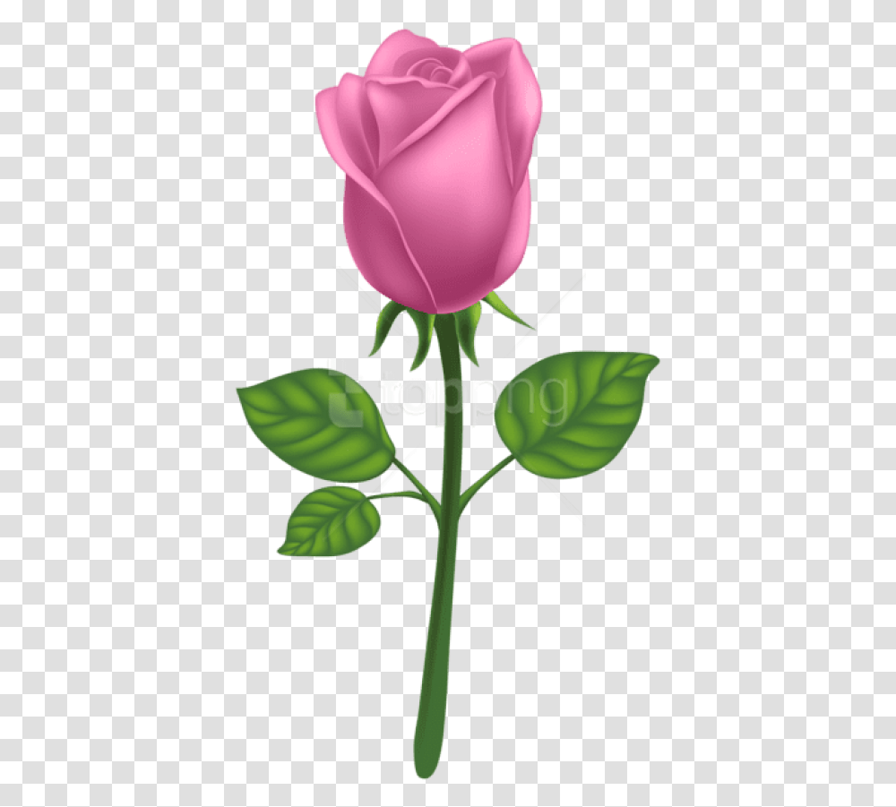 Download Pink Deco Rose Images Background Rose Free, Flower, Plant, Blossom, Leaf Transparent Png