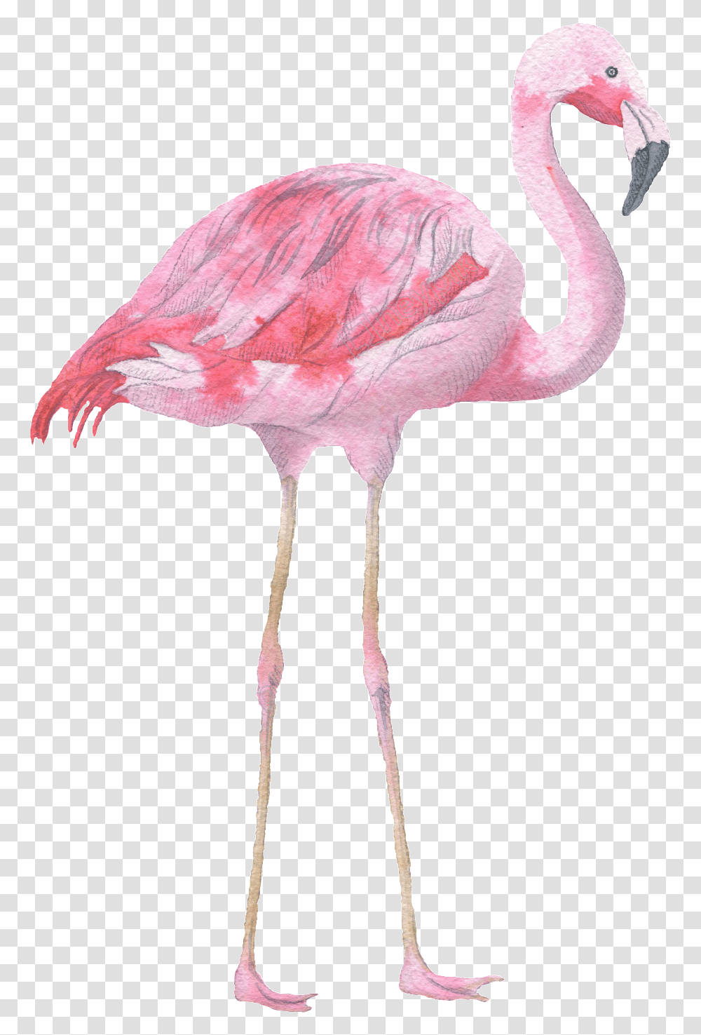 Download Pink Flamingo Watercolor Decorative Watercolour Flamingo, Bird, Animal Transparent Png