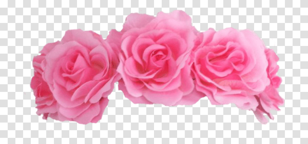 Download Pink Flower Crown Pink Roses Crown, Plant, Blossom, Sponge, Petal Transparent Png