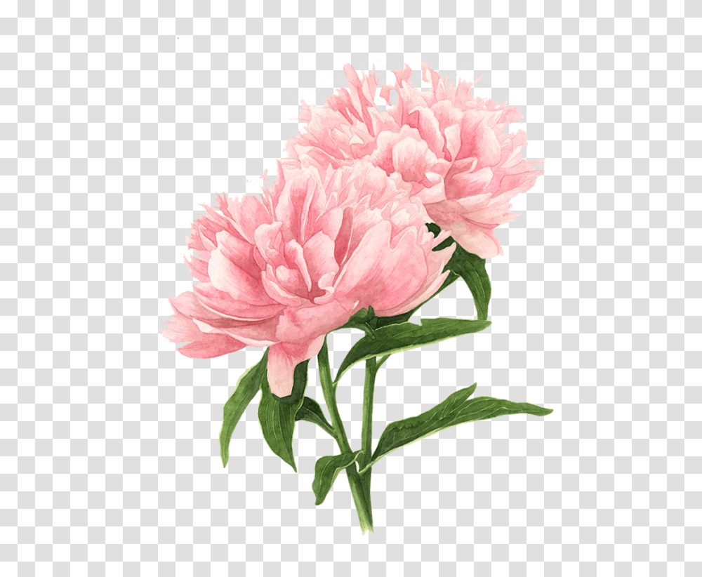 Download Pink Flowers Drawing Uokplrs Pink Peony Drawing, Plant, Blossom, Carnation, Petal Transparent Png
