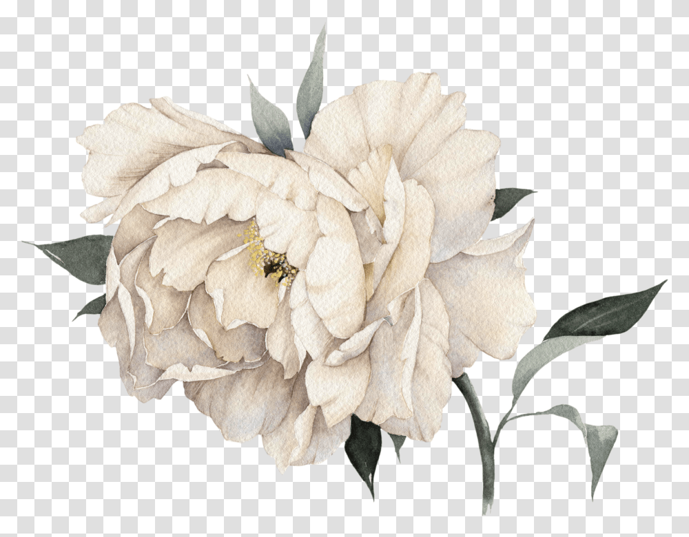 Download Pink Mademoiselle No Peony Light Perfume Coco Hq White Flower Painting, Plant, Rose, Carnation, Flower Arrangement Transparent Png
