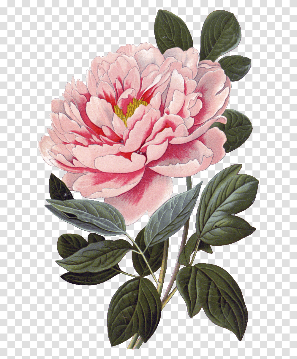 Download Pink Peony Flower Physical Vintage Botanical Prints Peony, Plant, Dahlia, Blossom, Rose Transparent Png