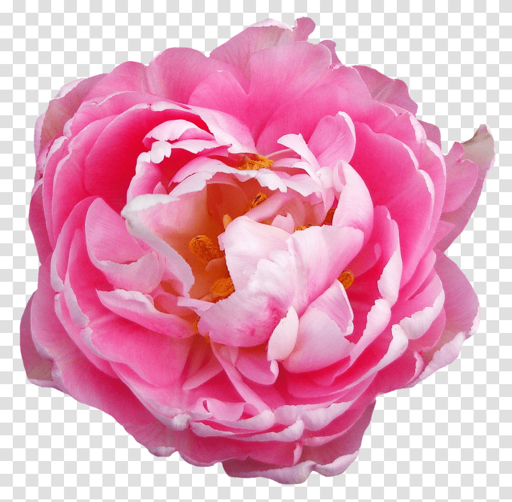 Download Pink Rose Flower Image For Background Flowers Hd, Plant, Blossom, Peony, Petal Transparent Png