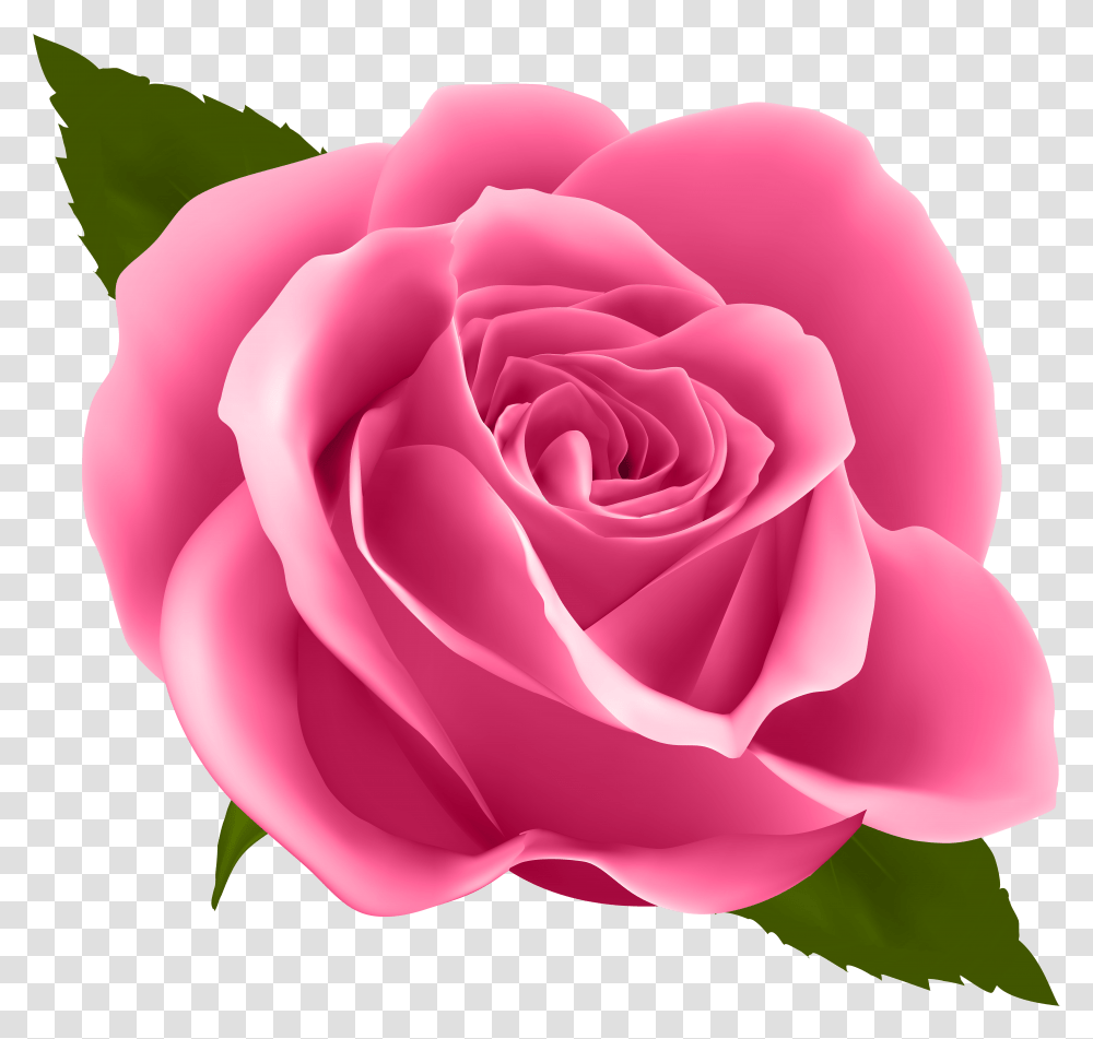 Download Pink Rose Image With Transparent Png