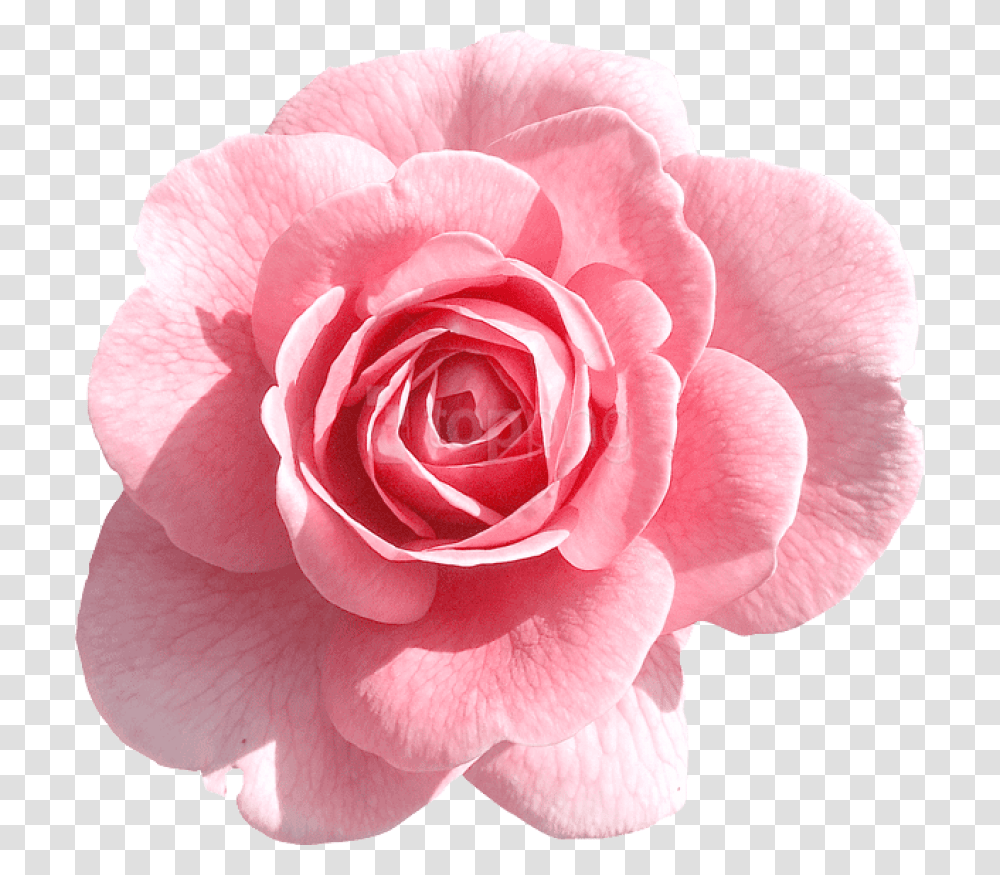 Download Pink Rose Images Pink Flower, Plant, Blossom, Petal, Carnation Transparent Png