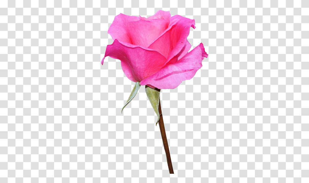 Download Pink Rose Images Pink Rose Images Hd Download, Flower, Plant, Blossom, Petal Transparent Png
