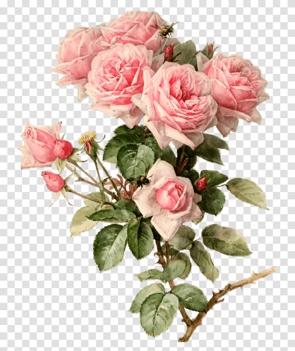 Download Pink Roses Botanical Flowers Art Botanical Pink Flowers, Plant, Blossom, Flower Arrangement, Flower Bouquet Transparent Png