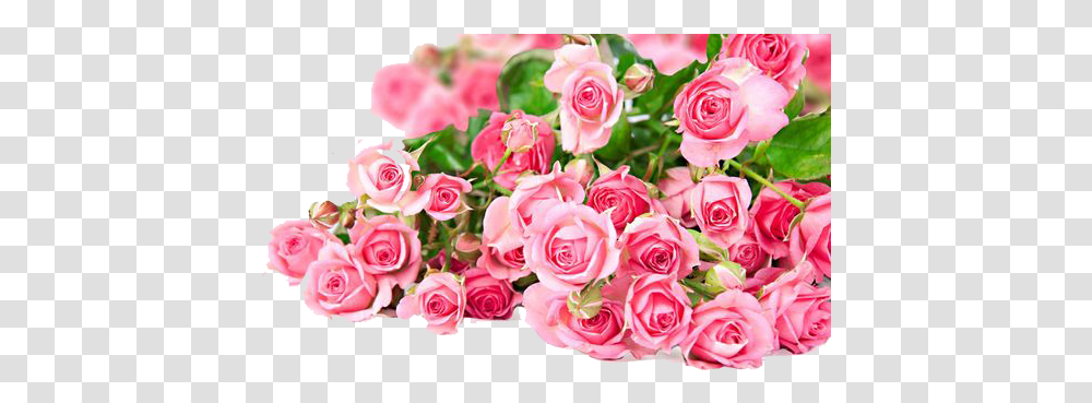 Download Pink Roses Flowers Bouquet Beautiful Flowers Pink Roses, Plant, Blossom, Flower Bouquet, Flower Arrangement Transparent Png