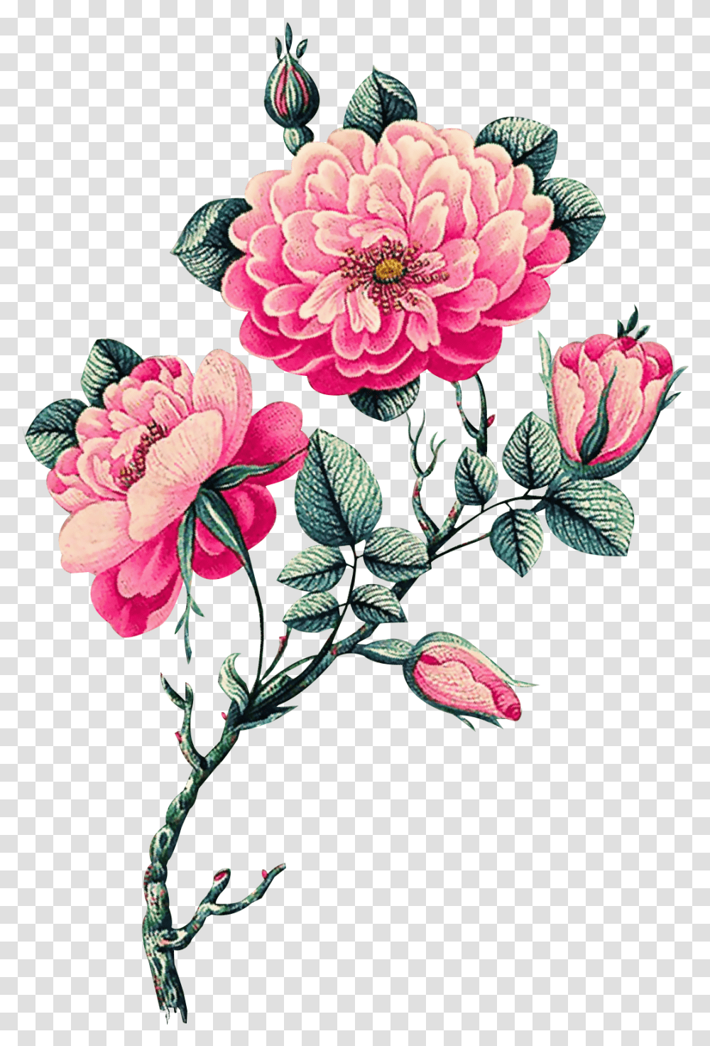 Download Pink Vector Flowers Vector Flower, Floral Design, Pattern, Graphics, Art Transparent Png