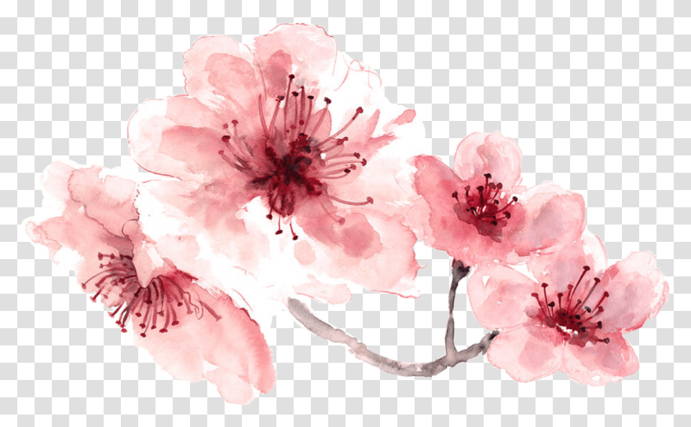 Download Pink Water Color Flower Watercolour Flower, Cherry Blossom, Plant, Rose Transparent Png