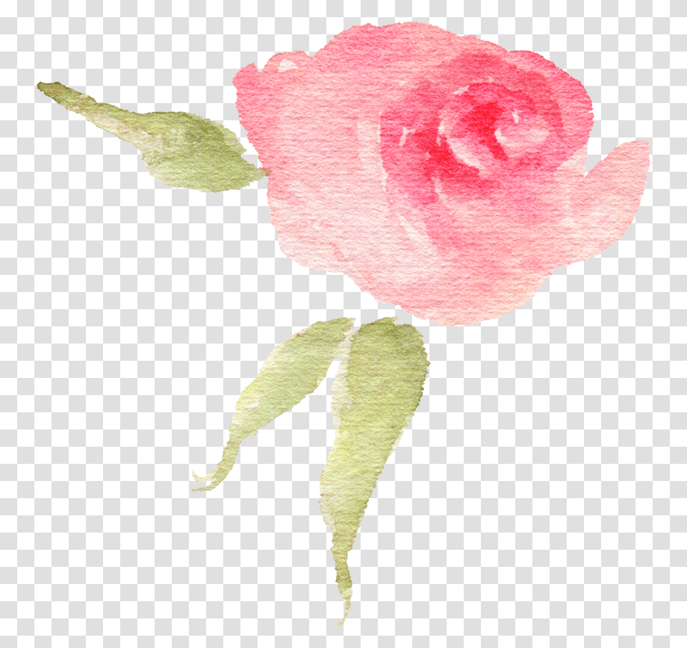 Download Pink Watercolor Flower Bud Garden Roses, Plant, Blossom, Petal, Carnation Transparent Png