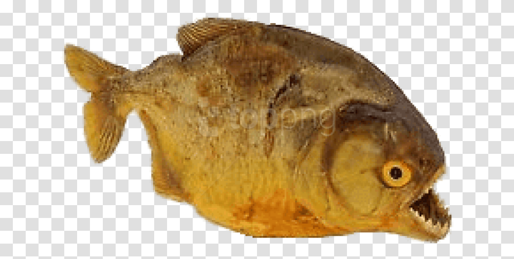 Download Piranha Images Background Piranha, Fish, Animal, Sea Life, Painting Transparent Png
