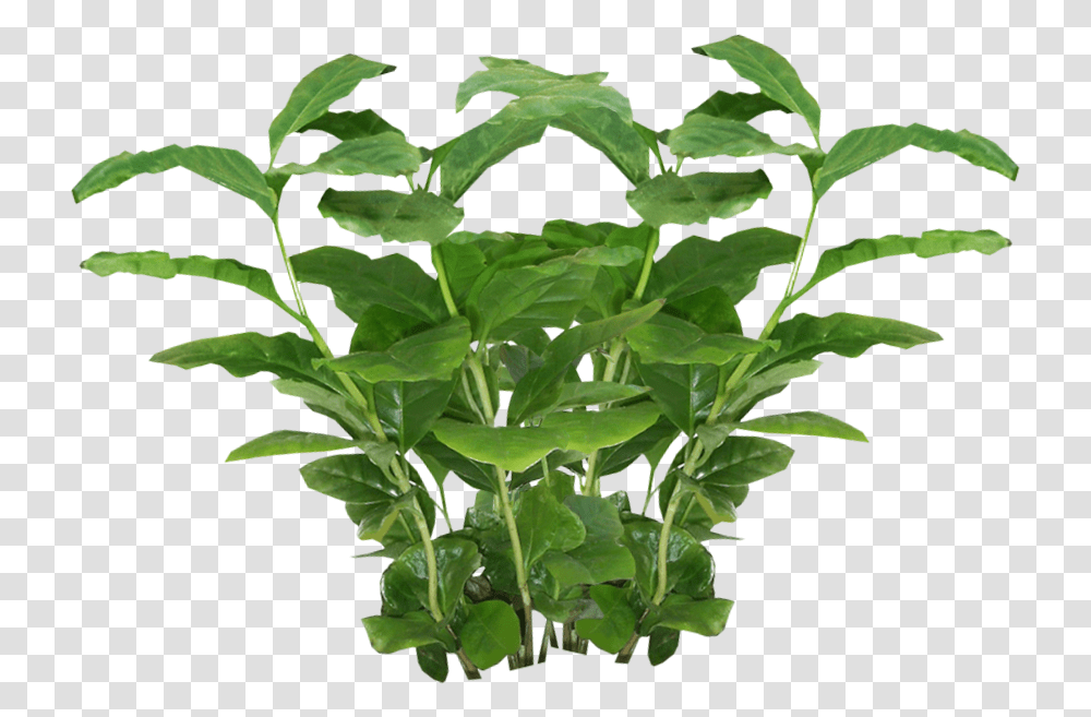 Download Plant Background Plant, Leaf, Vegetable, Food, Spinach Transparent Png