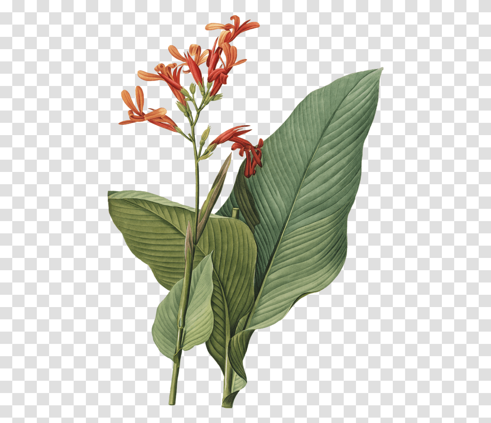 Download Plant Flower Botanical Illustration Free Hq Tropical Botanical Prints, Blossom, Acanthaceae, Leaf, Annonaceae Transparent Png