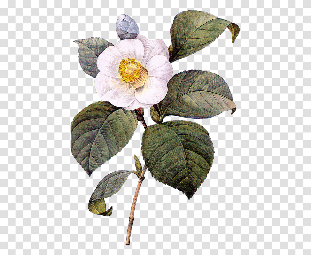Download Plant Flower Illustration Camellia Botanical Illustration, Leaf, Blossom, Acanthaceae, Pollen Transparent Png