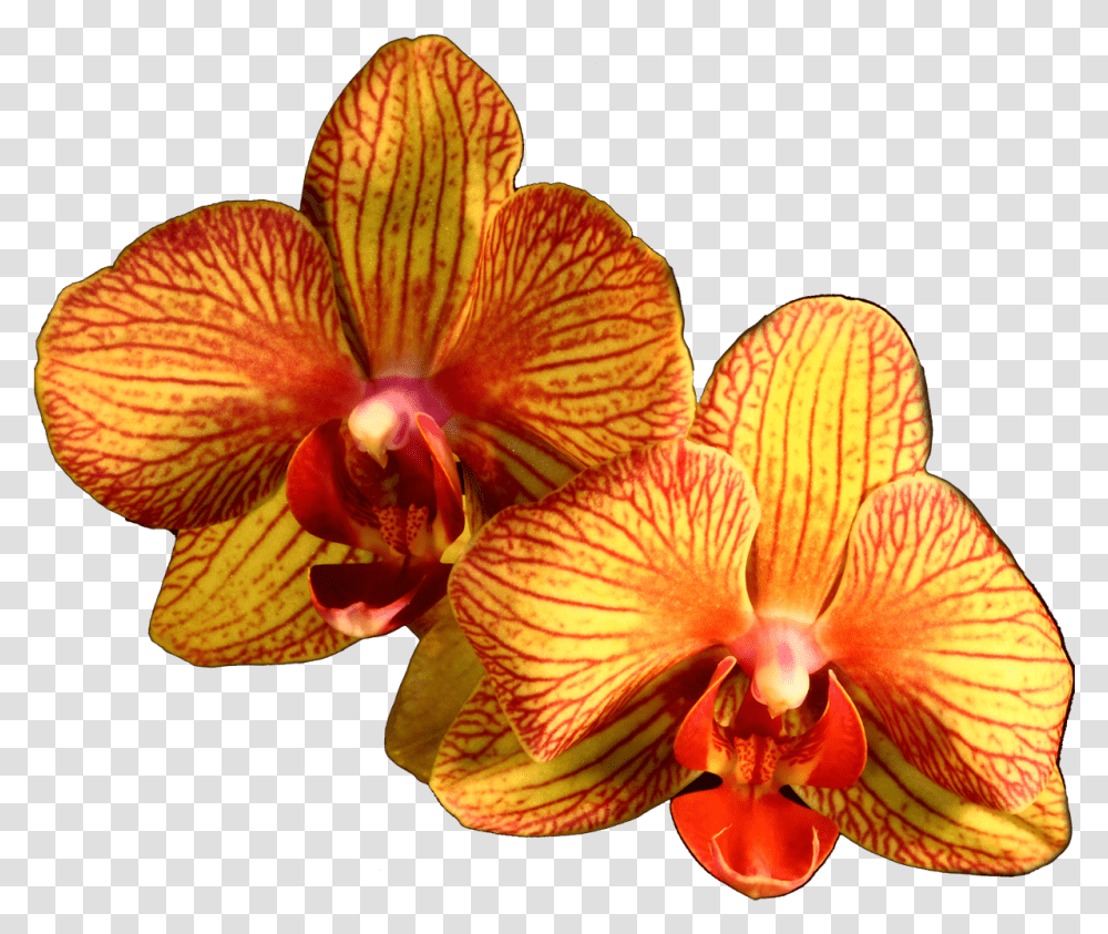 Download Plant Flower Moth Orange Orchids Orchid Clipart Orange Orchid, Blossom, Geranium, Anemone Transparent Png