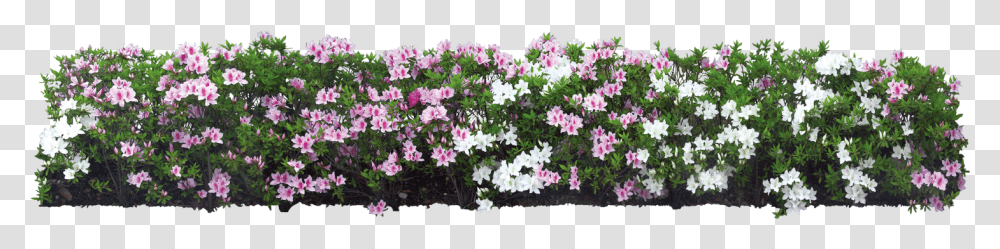 Download Plant Flower Shrub Tree White Garden Hq Garden Flower Tree, Geranium, Bush, Vegetation, Petal Transparent Png