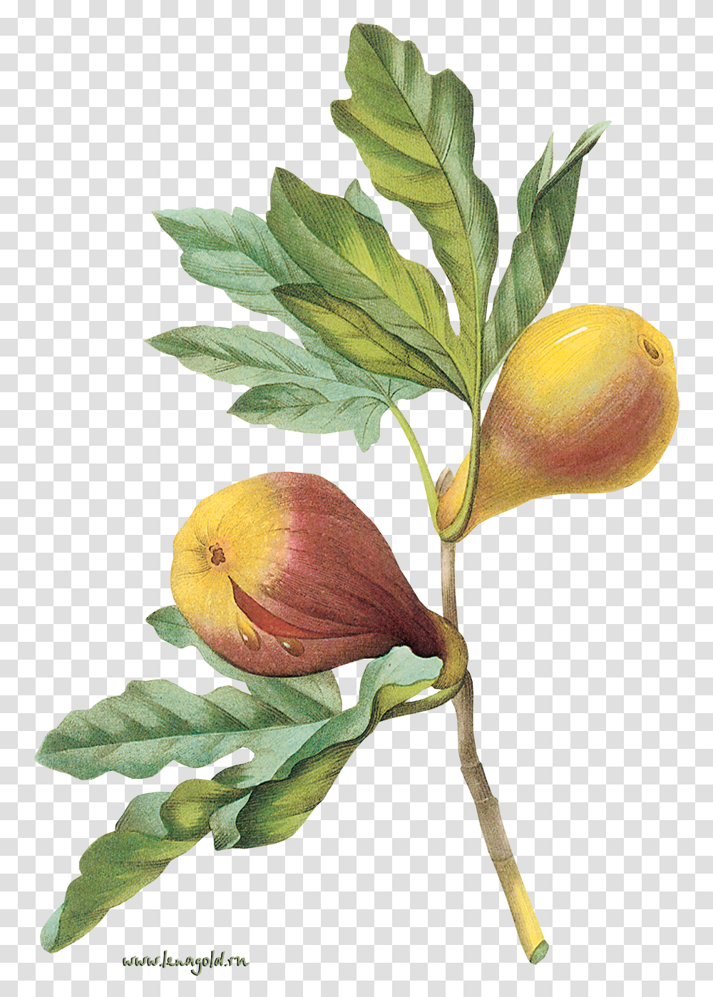 Download Plant Flower Tree Fruit Common Fig Hq Image L Artisan Parfumeur, Food, Produce, Leaf, Annonaceae Transparent Png