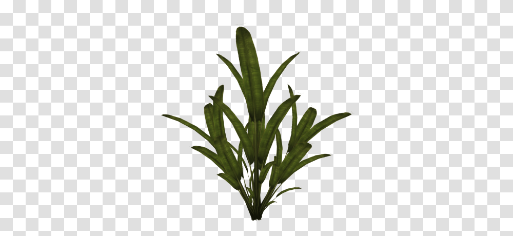 Download Plant Free Image And Clipart, Leaf, Flower, Blossom, Acanthaceae Transparent Png