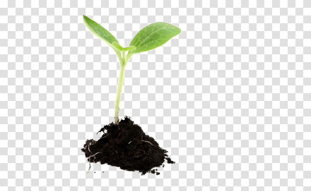 Download Plant Growing Plant, Soil, Sprout, Leaf Transparent Png